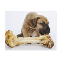 Great Dane puppy with bone in studio Post Cards