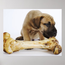 Great Dane puppy with bone in studio Poster