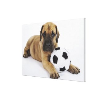 Great Dane puppy with toy soccer ball Stretched Canvas Prints