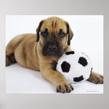 Great Dane puppy with toy soccer ball Posters