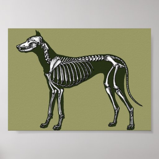 Great Dane skeleton Poster | Zazzle