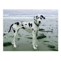 Great Dane Sydney at the Beach Post Cards