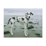 Great Dane Sydney at the Beach Post Cards
