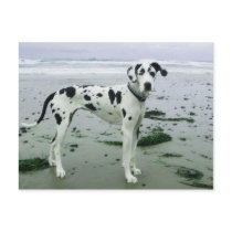 Great Dane Sydney at the Beach Post Cards