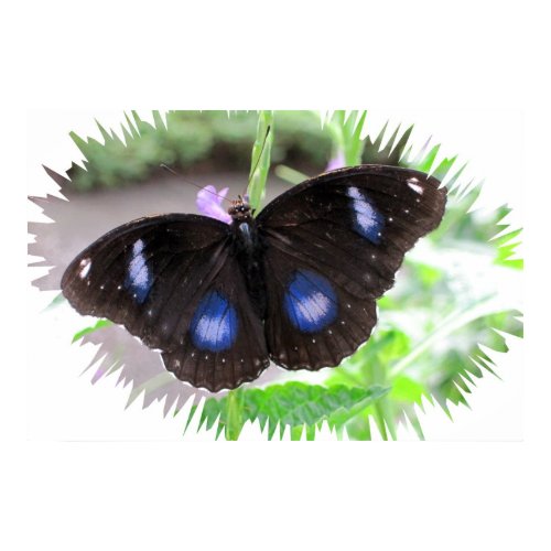 Great Egg Fly Butterfly print