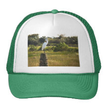 Great Egret at Viera Wetlands Hat