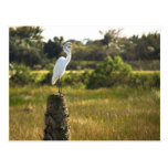 Great Egret at Viera Wetlands Postcard