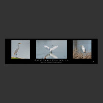 "Great Egret Collection" posters