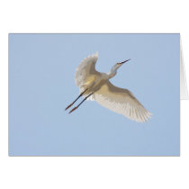 Great Egret Flying Card
