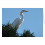 Great Egret in Sunny Florida Card