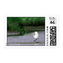 Great Egret landing in a salt marsh - postage stam