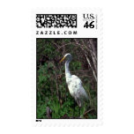 Great Egret Postage Stamps