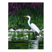 "Great Egret" Postcard
