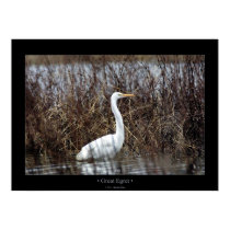 Great Egret posters
