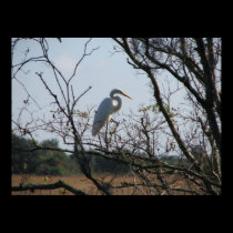 Great Egret posters