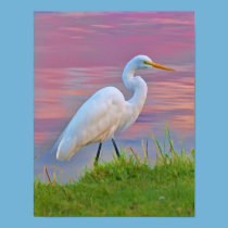 Great Egret Strolling at Sunrise Print posters
