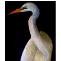 Great Egret T-Shirt For Her by Artinua Great Egret T-Shirt For Her