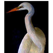 Great Egret T-Shirt For Her by Artinua Great Egret T-Shirt For Her