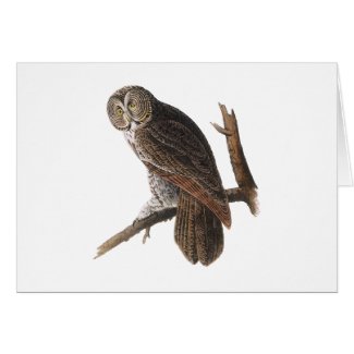 Great Gray Owl Card
