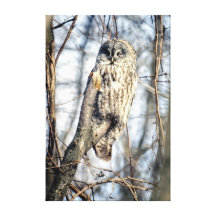 Great Gray Owl - Creamy Brown Watcher Gallery Wrap Canvas