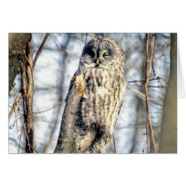 Great Gray Owl - Creamy Brown Watcher Greeting Card
