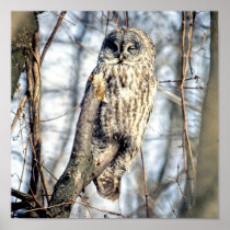 Great Gray Owl - Creamy Brown Watcher Poster