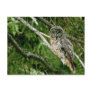 Great Gray Owl Post Card