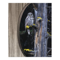 Great Gray posters