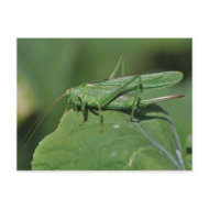 Great green bush cricket postcard postcard
