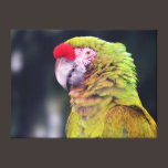 Great Green Macaw canvas prints