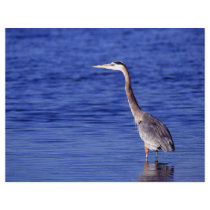 Great Grey Heron flyers