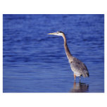 Great Grey Heron flyers