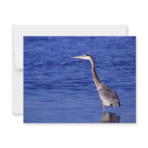 Great Grey Heron invitations by GPArkive Great Grey Heron invitations