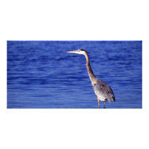 Great Grey Heron photo cards