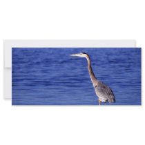 Great Grey Heron rack cards by GPArkive Great Grey Heron rack cards