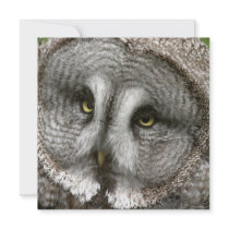 Great Grey Owl Invitations