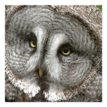 Great Grey Owl Invitations