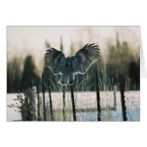 Great Grey Owl Landing Card by purpletiger Great Grey Owl Landing Card