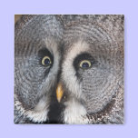 Great Grey Owl Magnet magnets