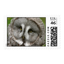 Great Grey Owl Postage Stamp