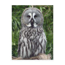 Great Grey Owl postcards by tartanphoenix Great Grey Owl postcards