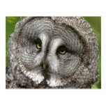 Great Grey Owl Postcard postcards