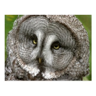 Great Grey Owl Postcard