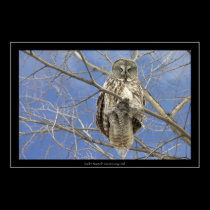 Great Grey Owl posters