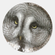 Great Grey Owl Stickers