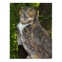 Great horn owl postcard