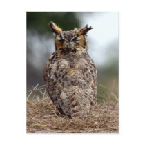 Great Horned Owl - 2 - 9 - 08 Postcard