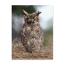 Great Horned Owl - 2 - 9 - 08 Postcard