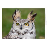 Great Horned Owl 2 Card