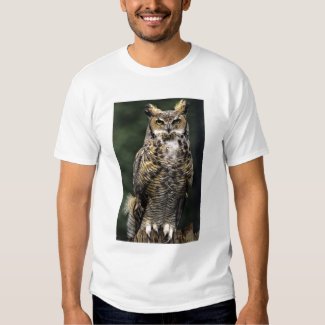 Great Horned Owl (Bubo virginianus), full body Shirt